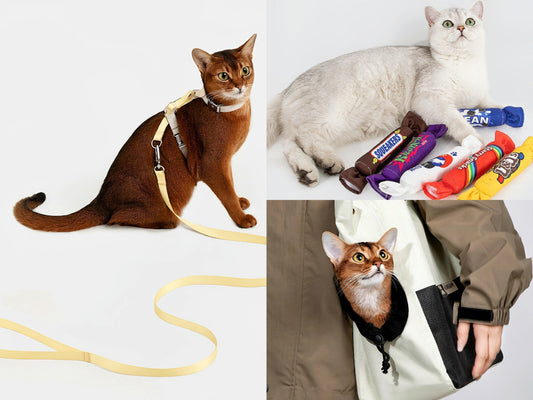 🐈 Take Your Cat on Adventures: 5 Essentials for Cat Travel