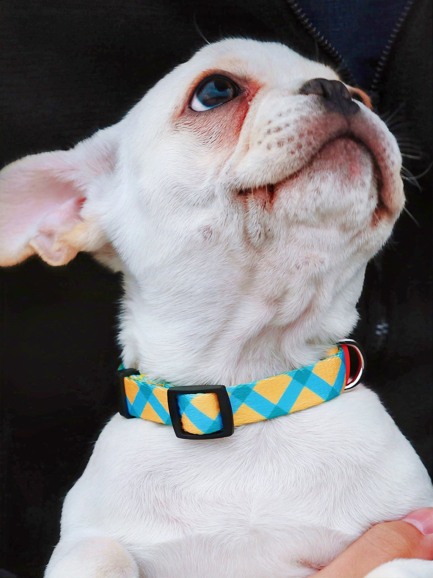 WanderPop Dog Collar— Adjustable & Durable Pet Collar