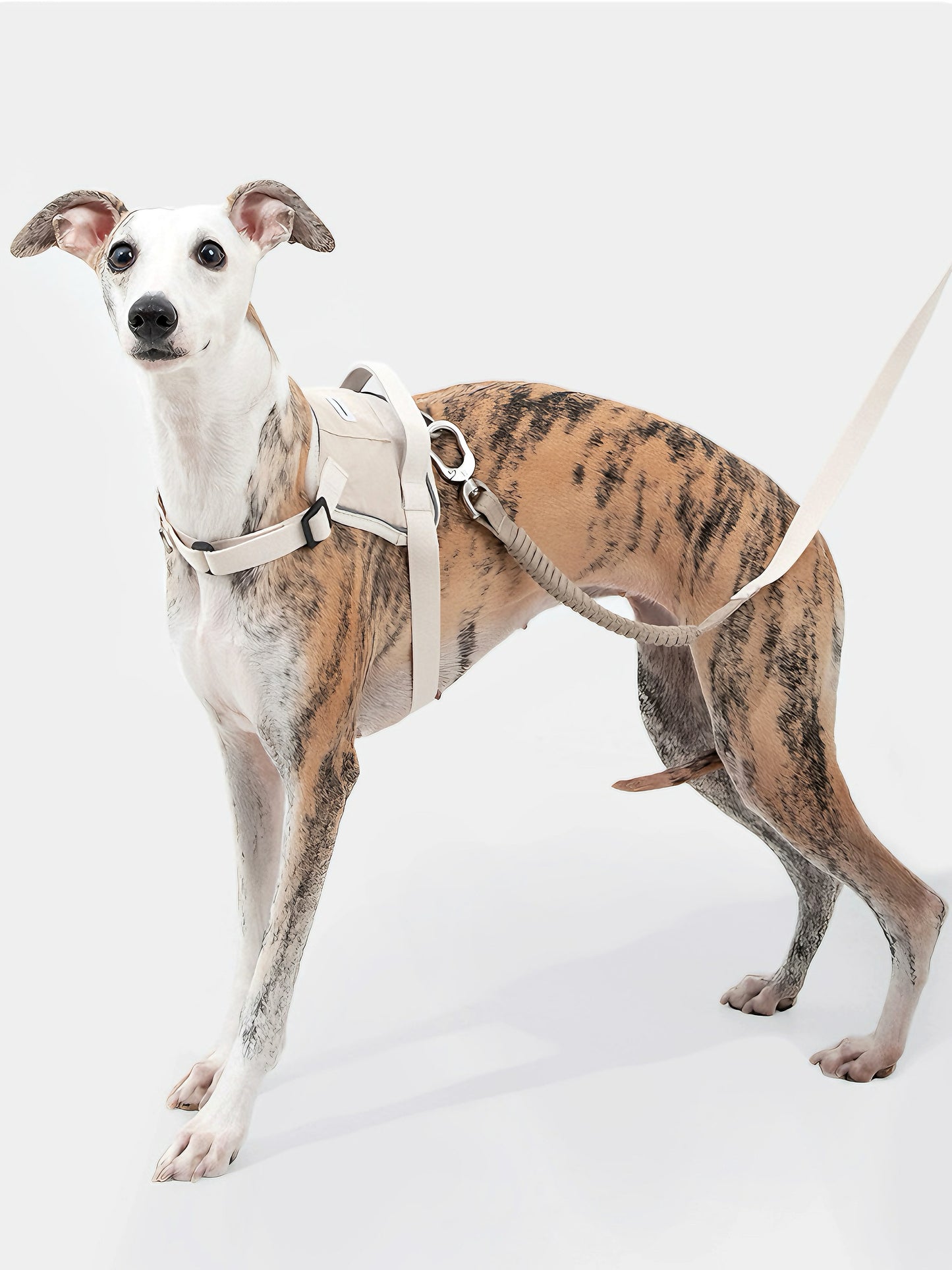 durable dog leash
