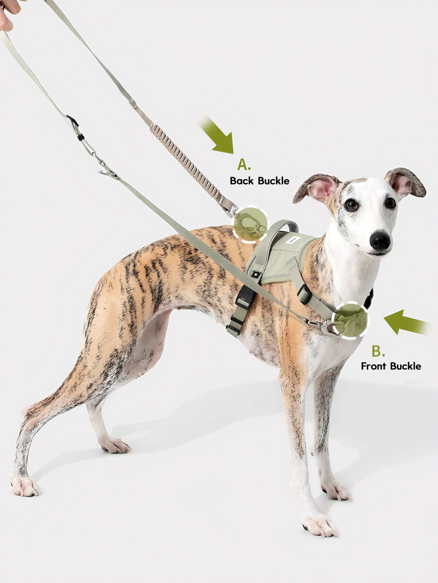 escape-proof dog leash