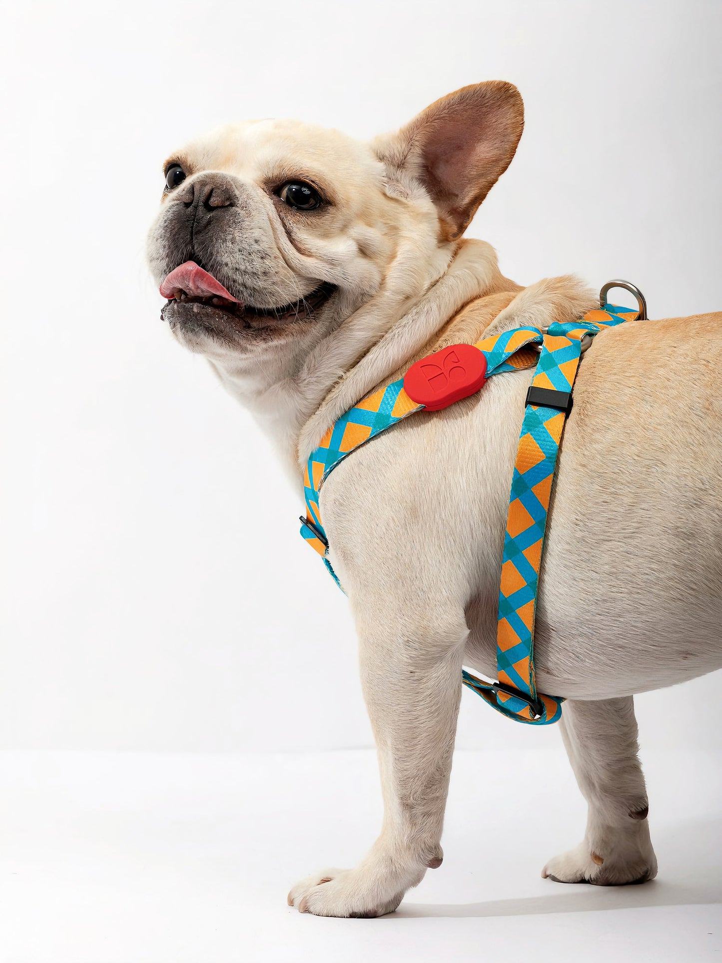 fashionable dog harness