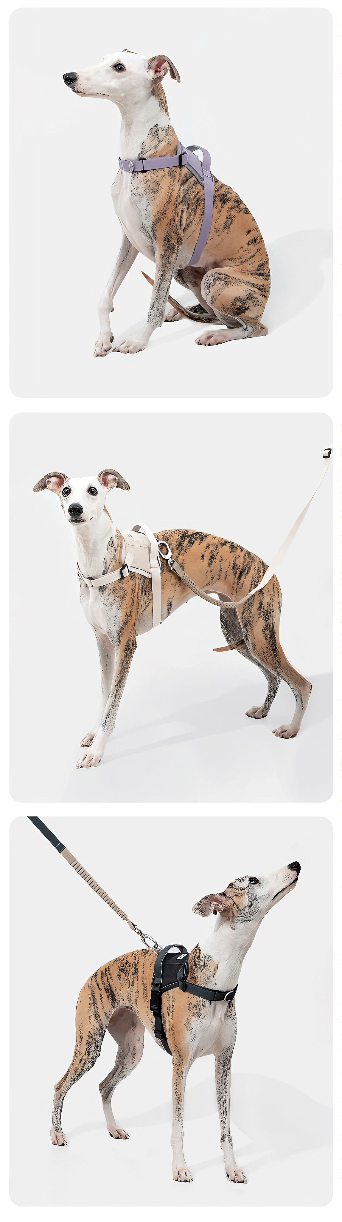 harness for small and medium dogs