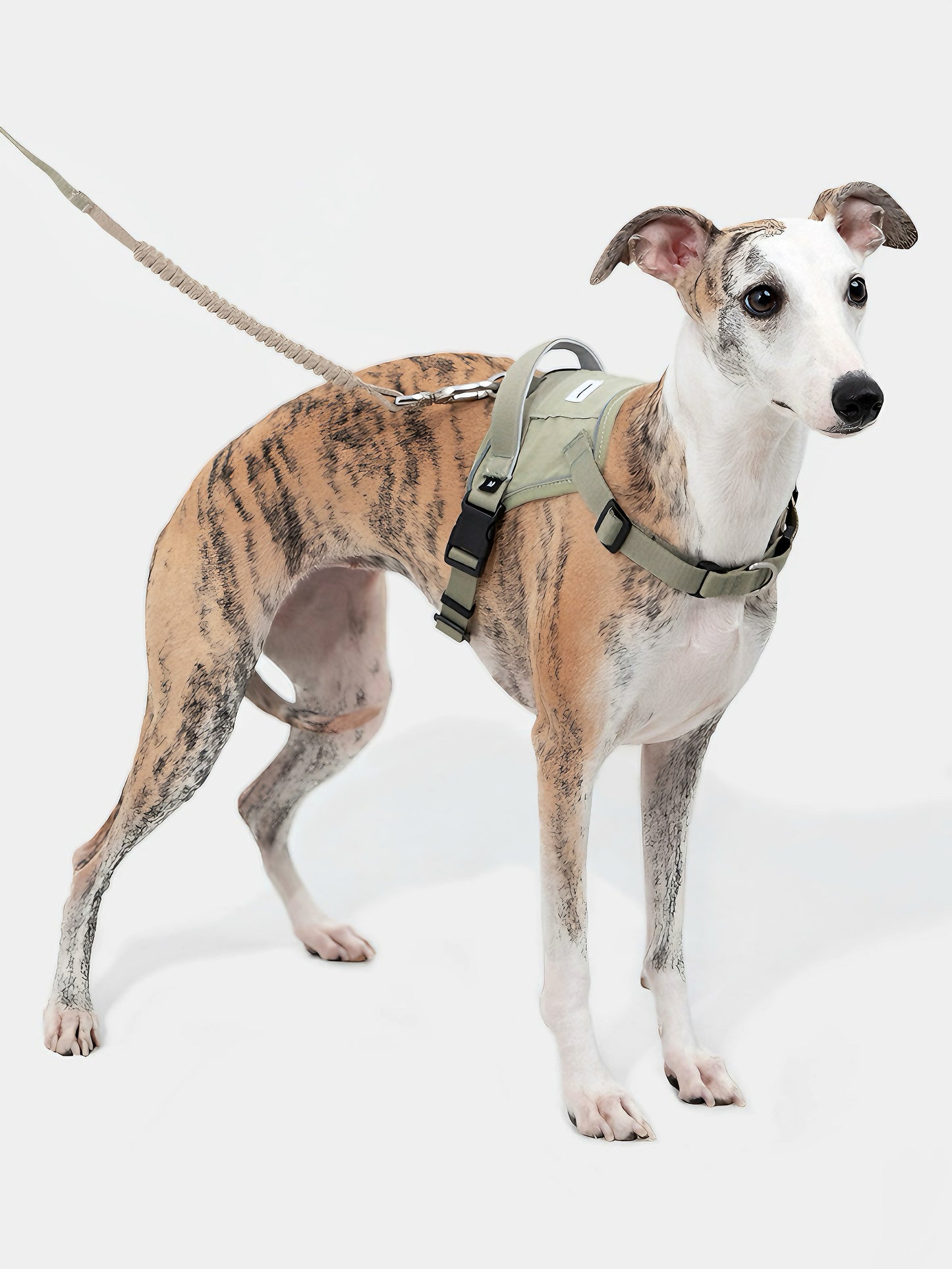 no-pull dog harness