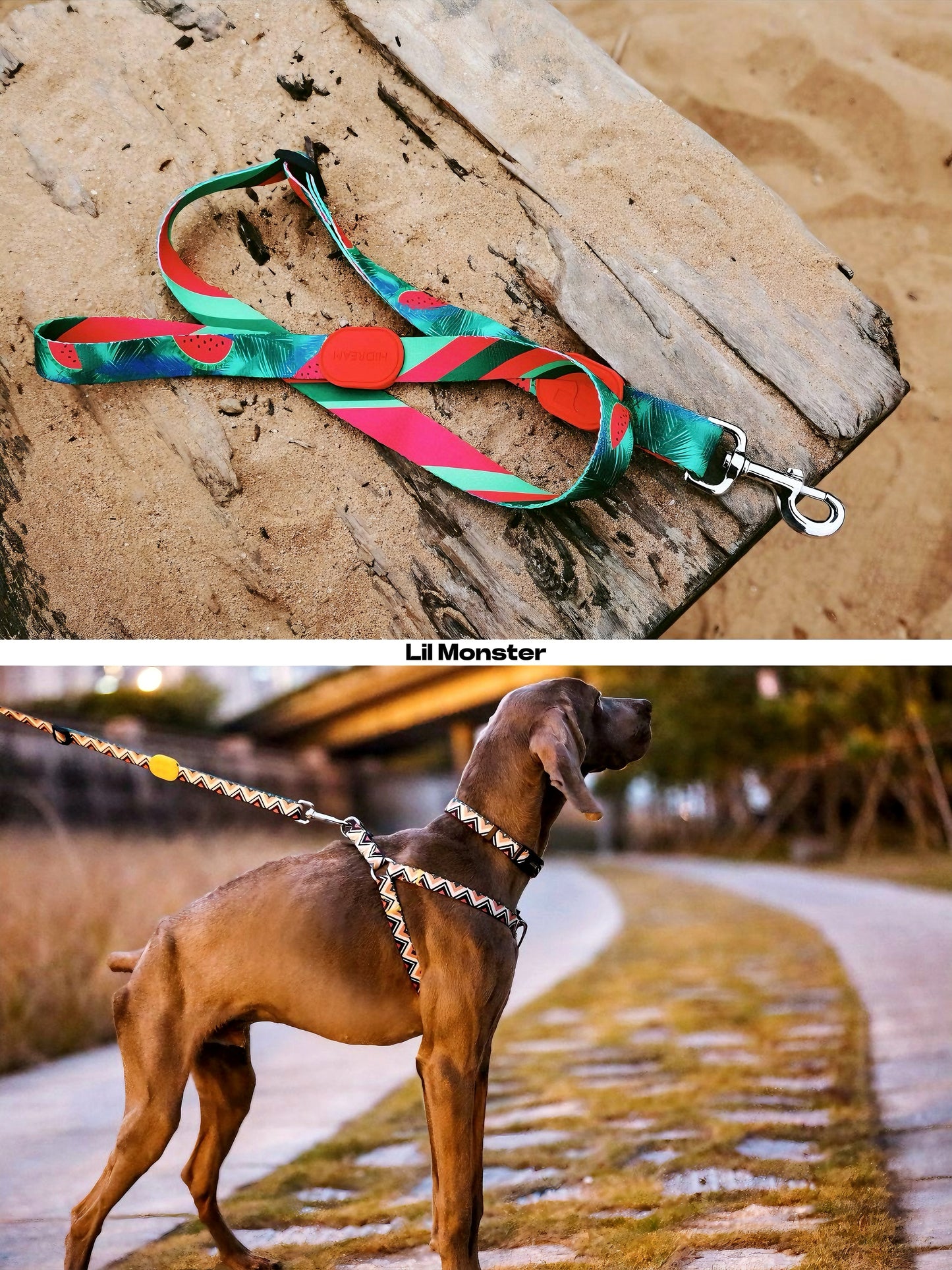 dog outdoor pic