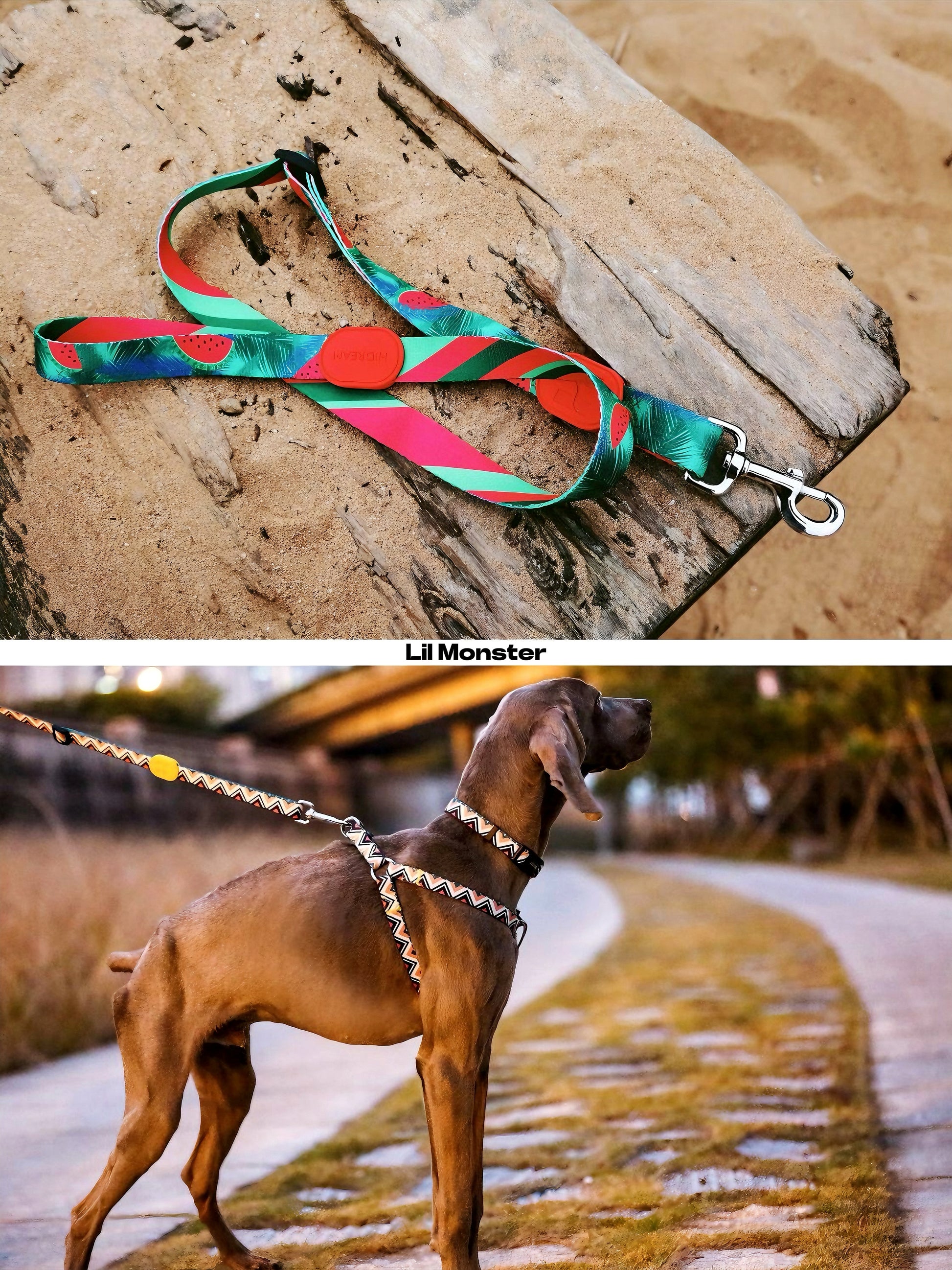 dog outdoor pic