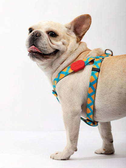 fashionable dog harness