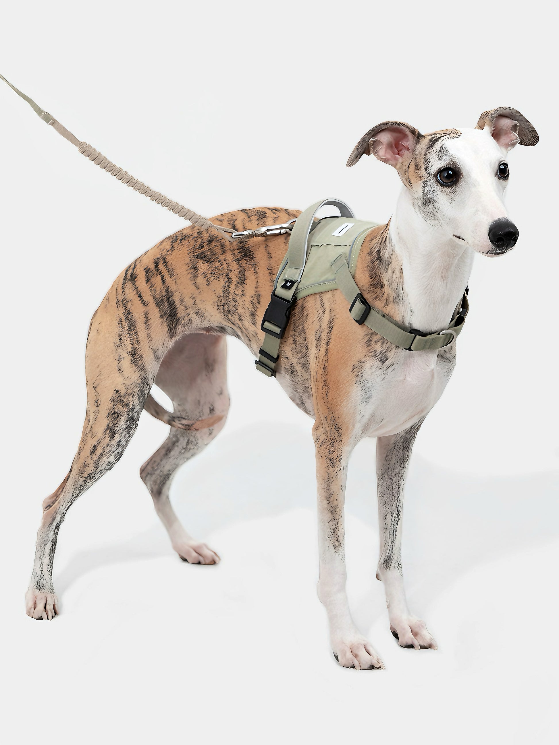 no-pull dog harness
